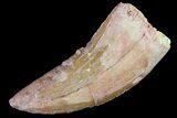 Bargain, Juvenile Carcharodontosaurus Tooth #84447-1